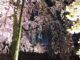 宇治植物園の枝垂桜夜間無料公開