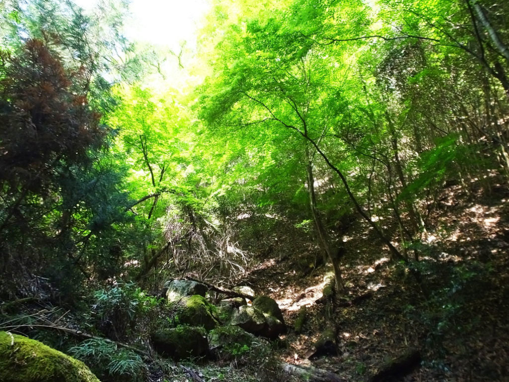 「鴨谷の滝」の写真１