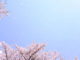桜と空の画像