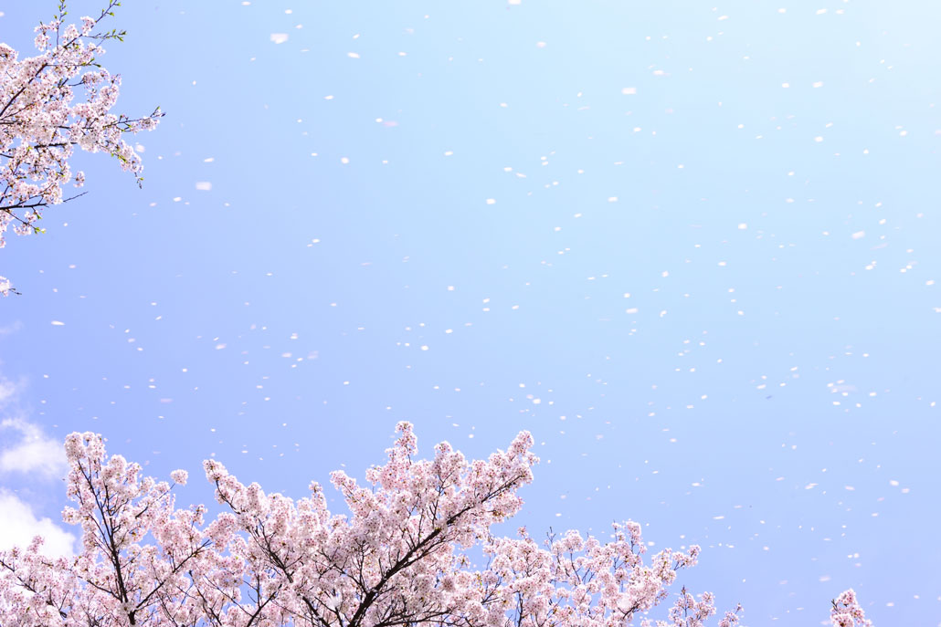 桜と空の画像