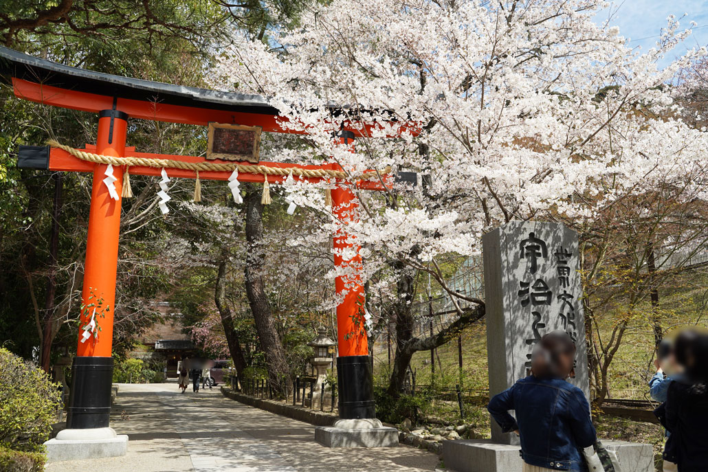 宇治上神社の桜写真