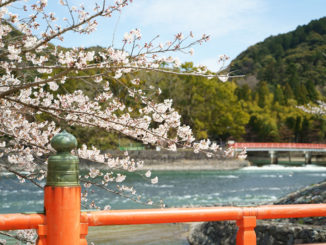 宇治川の桜写真１