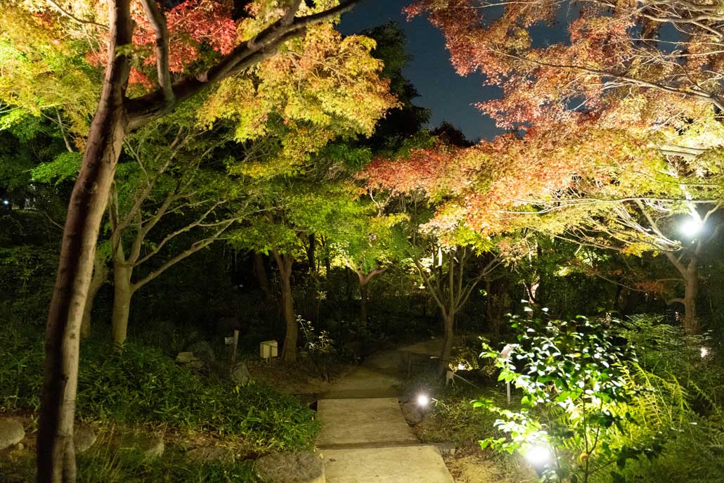 関西文化の日 の11月16日 夜の宇治市植物公園をふぉと散歩 Alco 宇治 城陽 山城地域の情報サイト