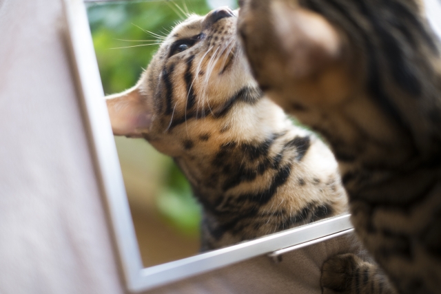 ネコと鏡の画像