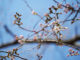 背割堤の桜の画像