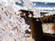 縣神社の枝垂れ桜（2020年）の画像１