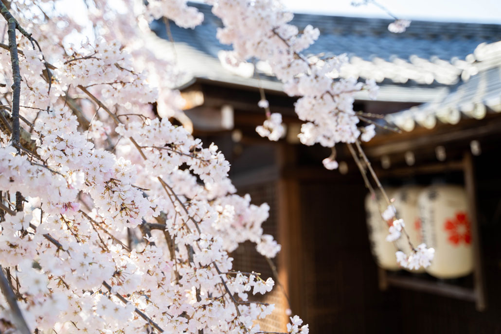 縣神社の枝垂れ桜（2020年）の画像１