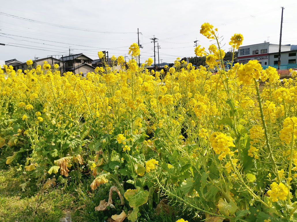 宇治田原の菜の花の画像