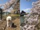 宇治川の桜のサムネイル