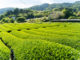 和束町の茶畑の画像２