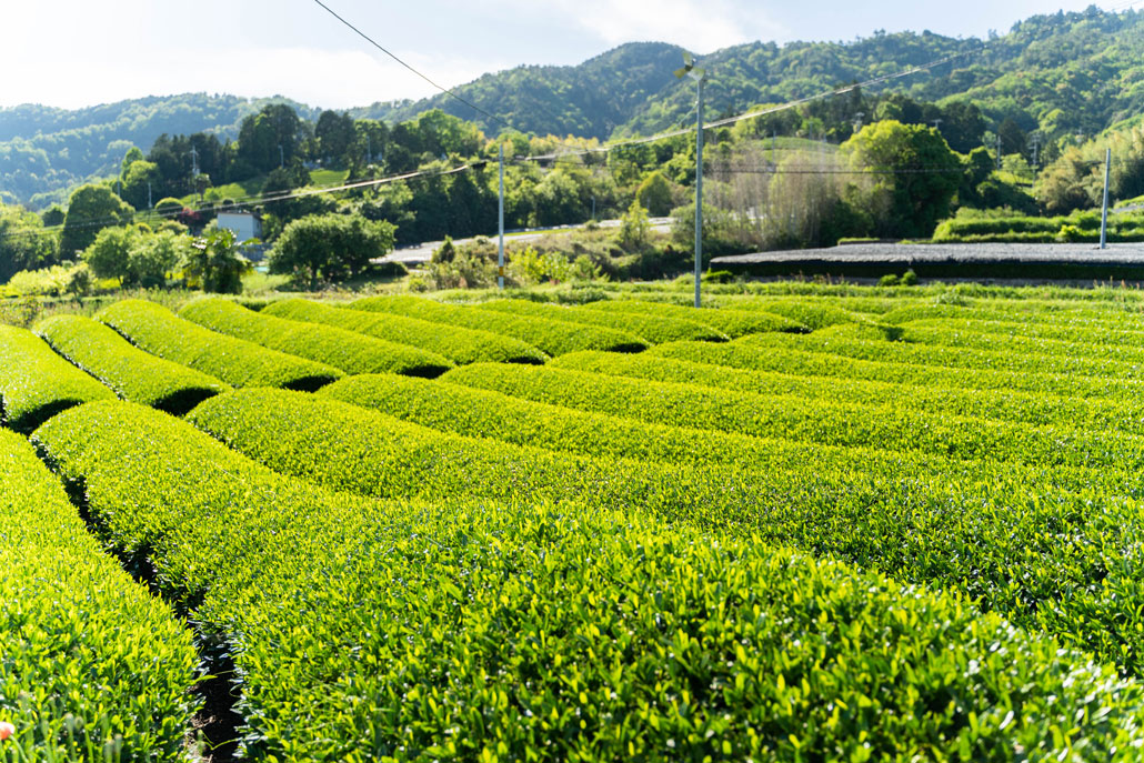 和束町の茶畑の画像２