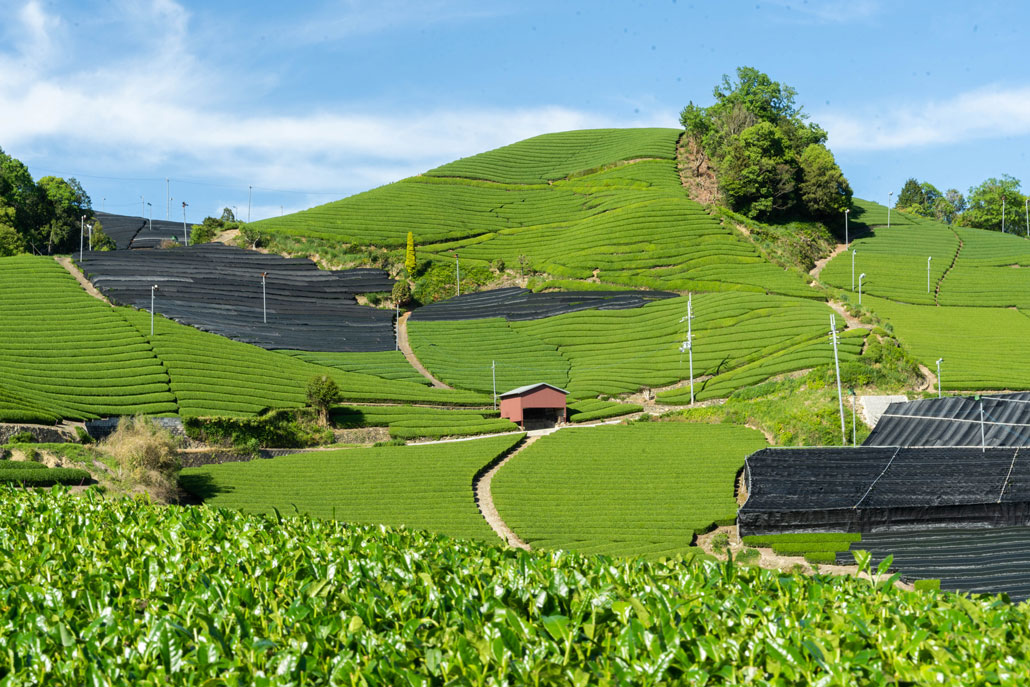 和束町の茶畑の画像１