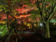 「宇治市植物公園　2020年 紅葉のライトアップ」の画像１