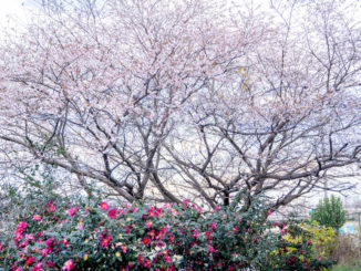 久御山町立東角小学校の桜とサザンカの画像