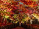 興聖寺の紅葉のライトアップ画像３
