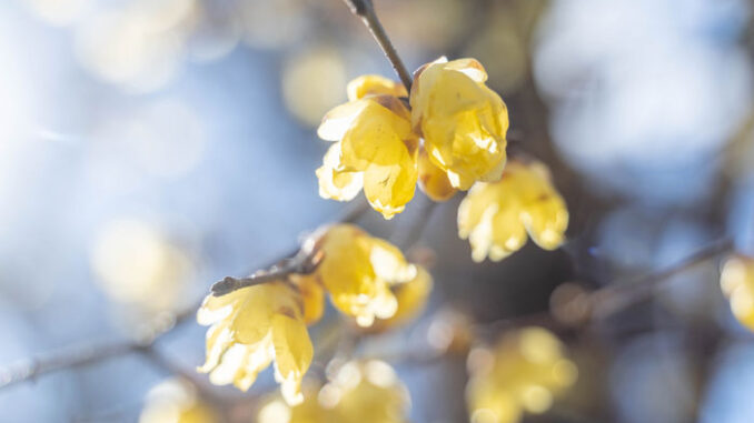 ロウバイのアイキャッチ画像
