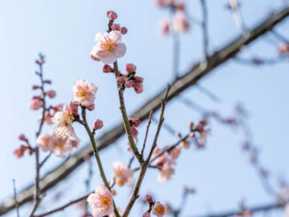 青谷梅林エリアの梅の花の画像