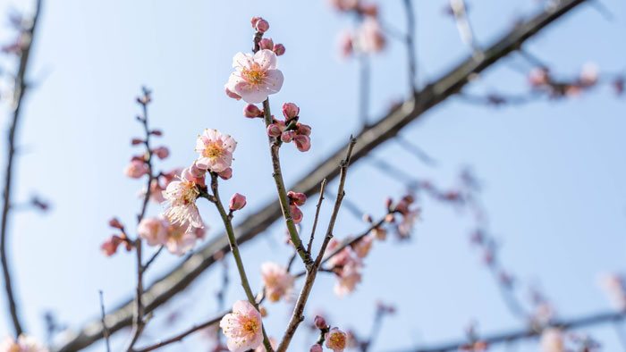 青谷梅林エリアの梅の花の画像