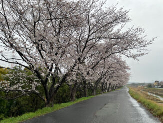 雨の中の桜の画像