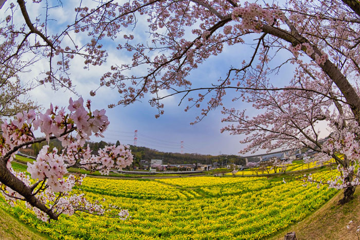 MoMo太郎さんの菜の花と桜の写真の画像