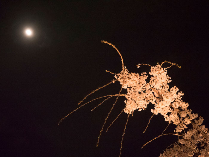 「桜のトンネル・夜桜」の画像２