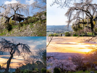 地蔵禅院の桜サムネイル画像