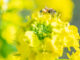 菜の花と蜂の画像