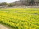 普賢寺の菜の花畑　上から写真（2021年）