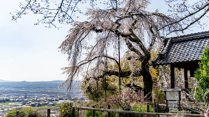「地蔵院しだれ桜」の画像２