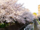 「JR小倉駅」近くの桜の画像