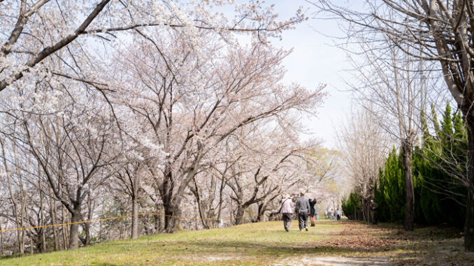 大久保駐屯地の桜の画像