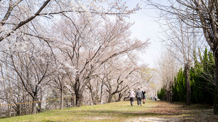 大久保駐屯地の桜の画像