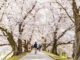背割堤の桜トンネルの画像