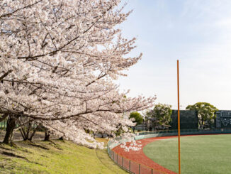「黄檗公園野球場」と桜の画像１