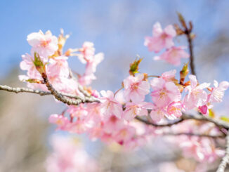 桜の画像