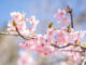 宇治市植物公園の桜の画像
