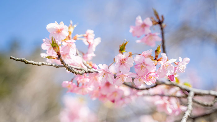 宇治市植物公園の桜の画像