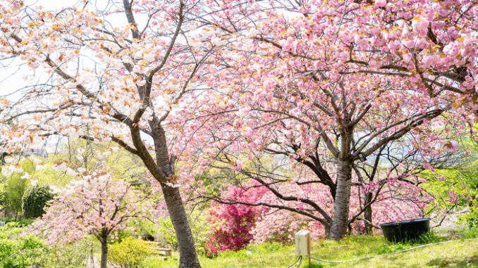 八重桜の画像１