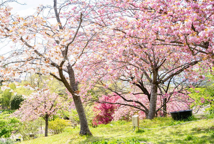 八重桜の画像１