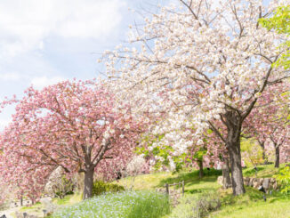 八重桜の画像５