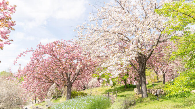 八重桜の画像
