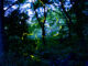 宇治市植物公園の蛍の画像