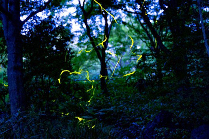 宇治市植物公園の蛍の画像
