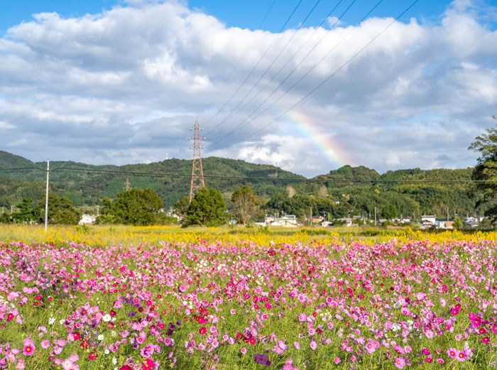 恭仁京のコスモス畑と虹の画像