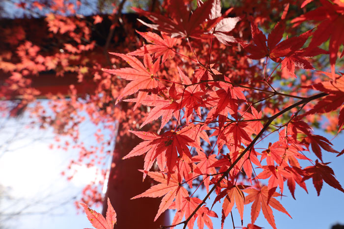 「宇治上神社鳥居の紅葉」の画像