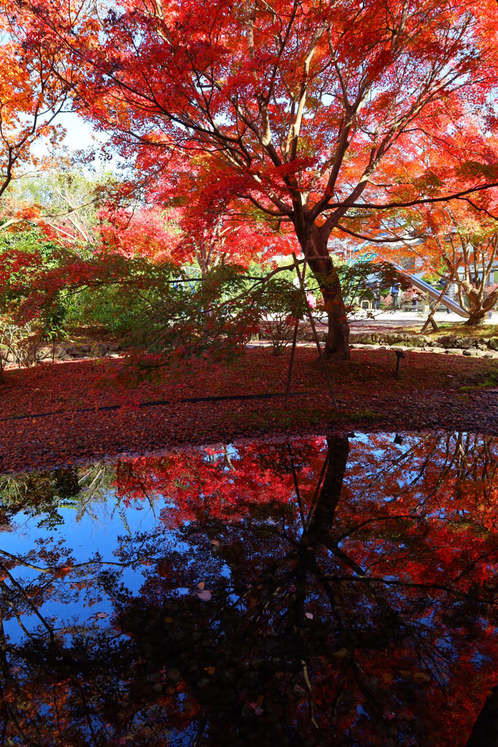 水面に映る紅葉の画像