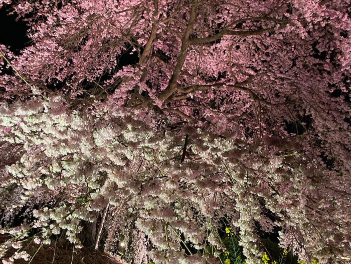 ちかさんの夜桜の画像
