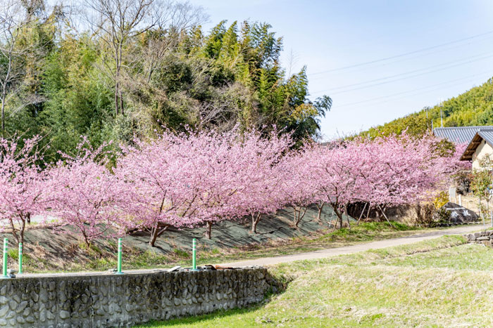 河津桜の画像１