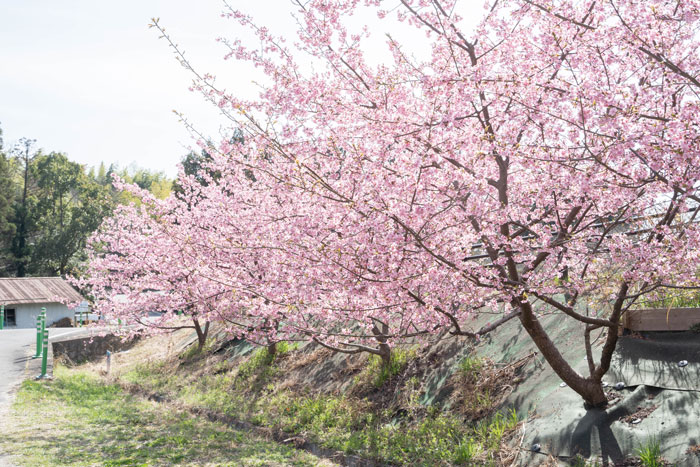 河津桜の画像３
