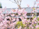 河津桜の画像２